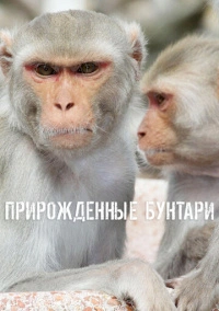 Прирожденные бунтари (2018)